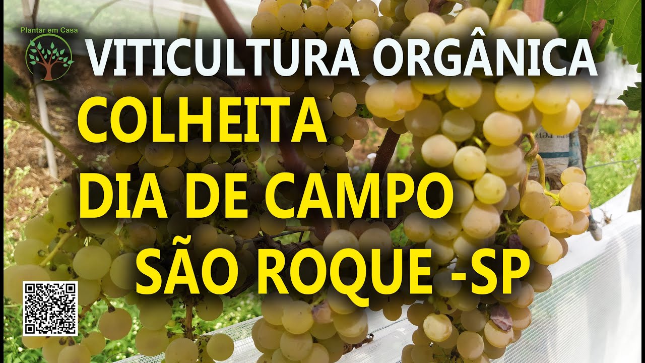 Viticultura Orgânica em São Roque, Dia da Colheita, Dia de Campo