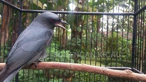 PANCINGAN PALING DI CARI UNTUK SRIGUNTING BAHAN | Pancingan Srigunting Abu Biar Bunyi