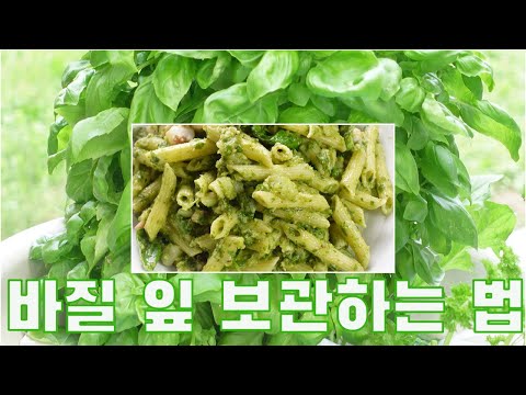 바질 잎 어떻게 보관하세요? 바질 페스토 만들기 How do you store basil leaves?