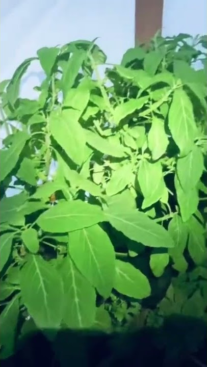 Happy Mothers! 9 Varieties of Salvia Divinorum