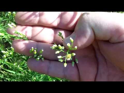 How To Identify Horseweed   Conyza canadensis identification