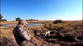 Freestate Wingshooting Action | Orange River Partridge Hunt with Client | Safari Bound SA
