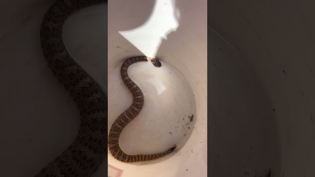Marissa gave this Southwestern Speckled Rattlesnake a drink before it was released on a very hot, ve
