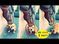 इन जानवरों ने तो मौज करदी.. देखलो इनकी हरकते नहीतो पछताओगे | Funny Animal Moments Caught Part 40