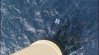 Beex A.ikanbilis Hauv - Unboxing