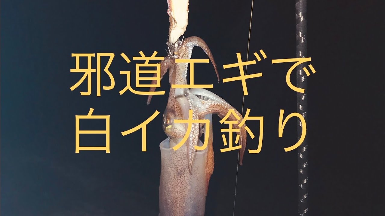 白いか釣行 Youtube