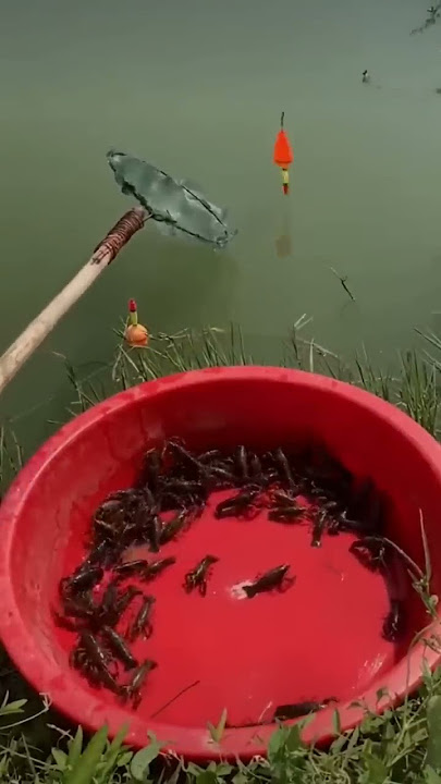 begini caranya Mancing lobster rawa pake umpan ayam utuh.