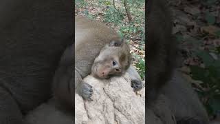 Monkey Momy take care Baby jsut born 2 days Lovley Young Baby Many First Born Money this Season 194