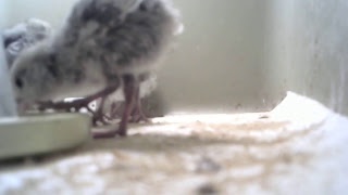 Baby Quail Singing for 30 minutes screenshot 3