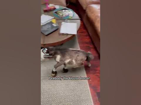 Конь педальный - YouTube