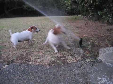 2 Jack Russell Terrier dogs vs. Sprinklers , fighting