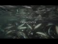 Cantek fish center