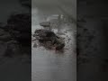 Logan Paul Moment in Silent Hill 2 (Uh Oh Guys...)