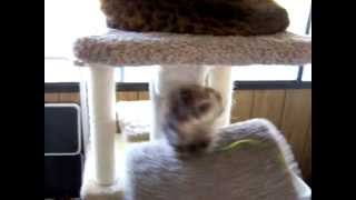 american bobtail kitten by bobtailkitten 1,266 views 15 years ago 41 seconds