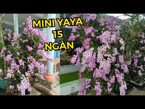 Video: Bình Hoa Lan Mini Nào Phù Hợp