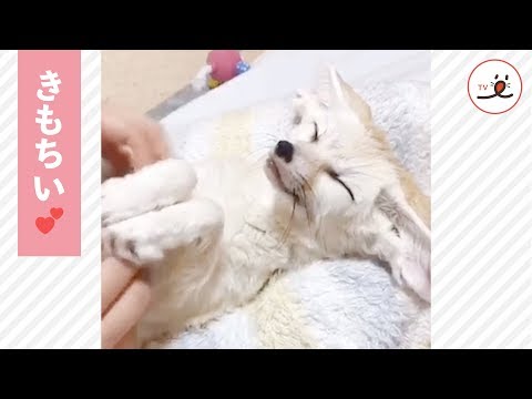 ナデナデされてお耳がぺったんこ😍 うっとり顔が可愛すぎるフェネック💕🦊 【PECO TV】