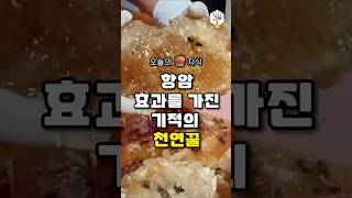 항암 효과를 가진 기적의 천연꿀 #건강 #건강정보