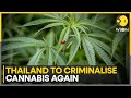 Thailand Prime Minister Srettha Thavisin seeks to criminalise cannabis again | WION News