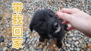 [CC SUB] 2monthold puppy abandoned by roadside in rain.