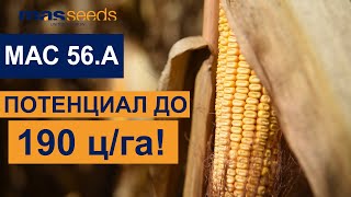 МАС 56.А: высокий урожай кукурузы даже в жарком климате
