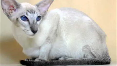 Video 6782231: oriental shorthair, shorthair cattery, siamese