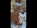 Свиная рулька. Как приготовить свиную рульку.Pork knuckle.