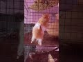 My Hamster climbing