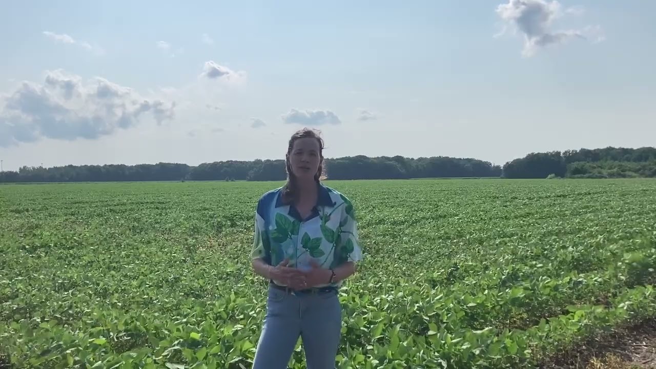 Recommandations concernant l’approche programme — la vergerette du Canada