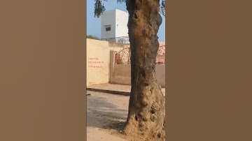 Thumbnail of Beautiful song with amazing scenes#song#vibes #villagevibes #greenry  #trees#nature#rain##moon#