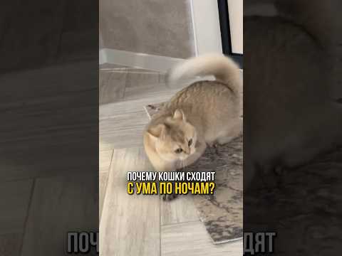 Почему кошки сходят с ума по ночам?🐾🐈🐾 #cat #котики #кошки #шиншила #милыекотики