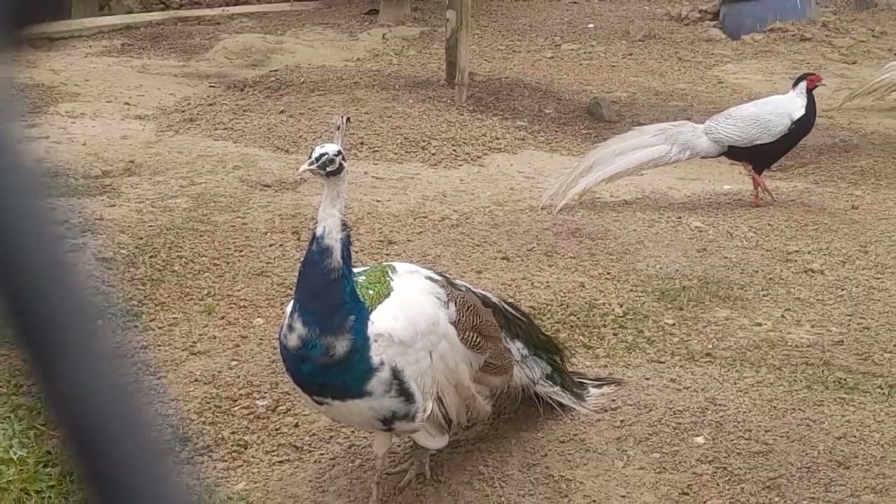 Dream Holy Day, Park, ঢাকা নরসিংদী, 