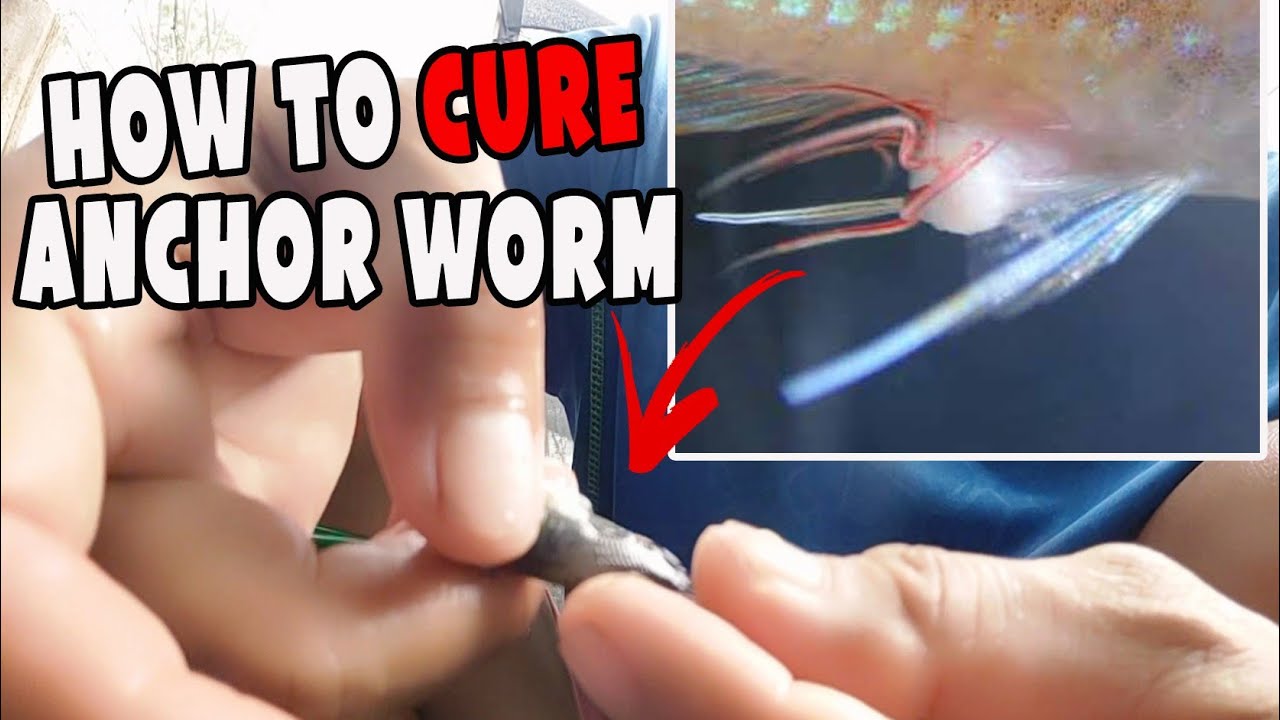 Complete Guide on how to remove and cure anchor worm parasite in your