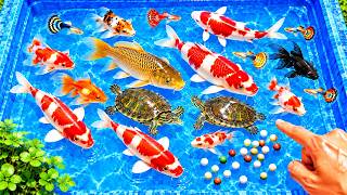 Releasing Fish into a Small Pond | Catching Wild Fish, Crabs, Carp, Koi, and Exotic Ornamental Fish