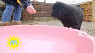 Ep.2  The Secret Life Of Puppies | Barley Goes For A Paddle | Milkshake!