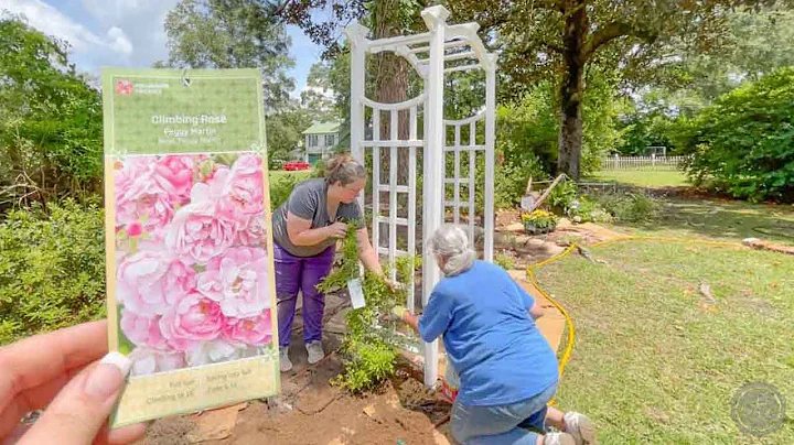 Planting a Peggy Martin Rose (Zone 8b)(Climbing Ro...