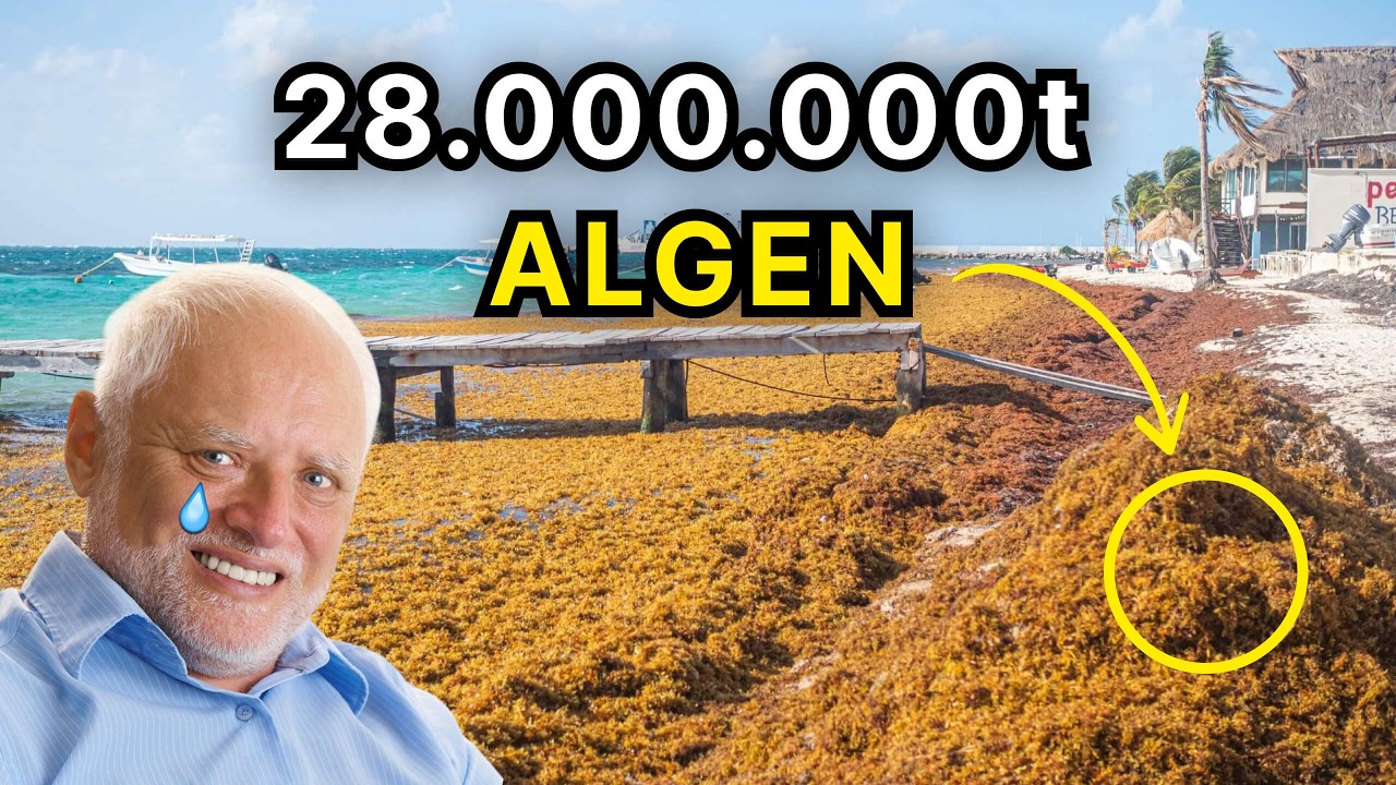 Diese Alge ist der Fluch der Karibik - oder doch ein Segen?
