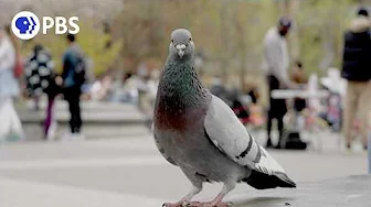 The Pigeon Hustle | Official Trailer