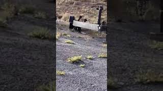 Funny dog video. Playful squirrel teases Kora! Squirrel 1 - Kora 0