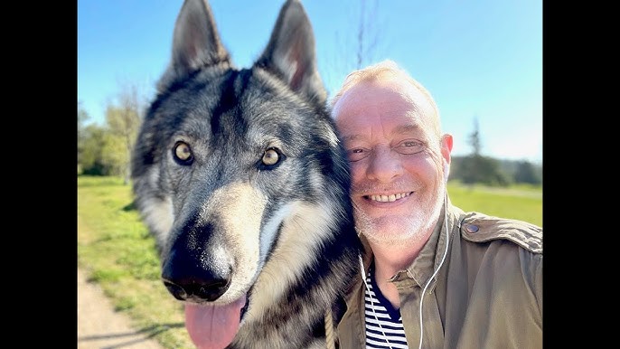 29 Pierre JOUVENTIN, Du Loup au chien 