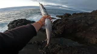 divertida mañana de pesca!!! 😄#canarias#fishing #spinning #mar #pesca#pescadeportiva#buenapesca