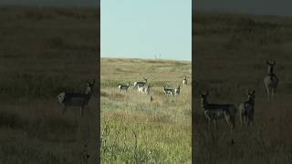 West Texas Speed Goats! #hunting #pronghorn #shortsfeed