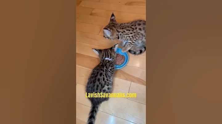 Watch the video about Savannah kittens eating!🥰 #kitten #cats #kittens