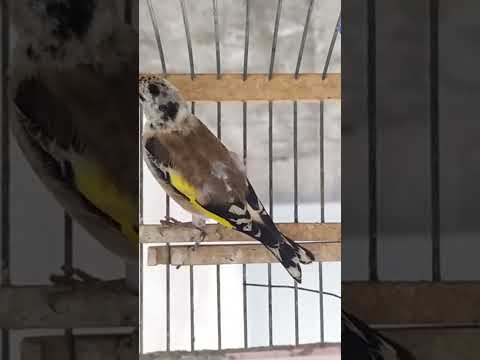 بتبته حسون جديده بتبته حسون بتبتة بتبته أنثى الحسون حسون بري طائر الحسون بتبتة حسون