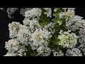 Hydrangea paniculata living touch of pink