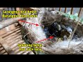 Burung Sogon || Sarang Burung Kita Ambil ‼️ Sekarang Burungnya Lucu-lucu