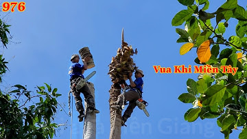 Cây Dừa nằm nghiêng qua vườn người khác Vua Khỉ Miền Tây đã cưa hạ như thế nào? Cutting coconut tree
