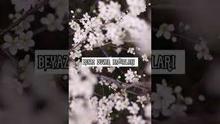 Beyaz Duvar Kağıtları