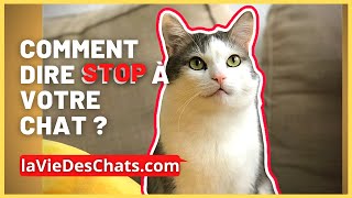 Dire stop à son chat, comment faire ? ✋ Etude de Cas