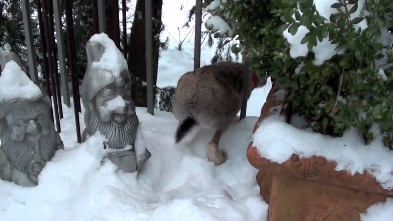 Valdo the Christmas rabbit music by Toni Hertz