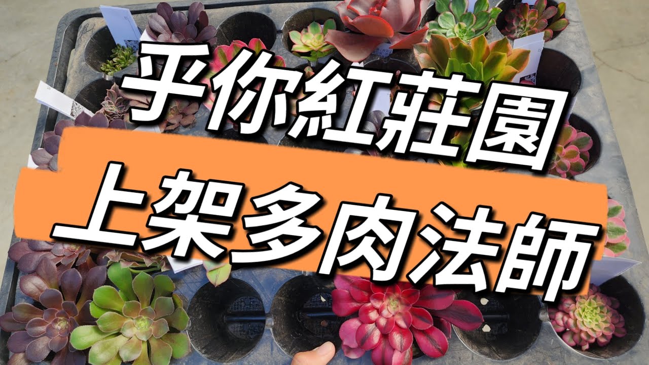 多肉植物上架，伙伴們選購什麼法師呢？美杜莎法師、粉女巫法師、青花瓷